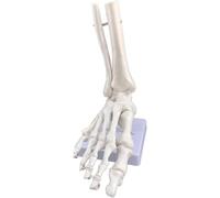 Modelo de Esqueleto Humano con relación 1 a 1 Modelo de articulación del pie sin ligamentos, Estructura del pie Flexible, Modelo de anatomía como Material didáctico for Estudiantes