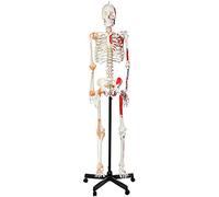 Modelo de esqueleto humano de 180 cm, con punto de inicio muscular y base de punto final con soporte móvil de ligamento, investigación de educación médica deportiva