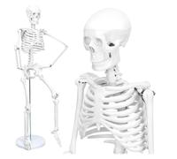 Modelo de esqueleto humano de 33,5'' for anatomía - Modelo de esqueleto de tamaño natural 1/2, cráneo humano de 3 partes, 206 huesos, piernas y soporte de metal for estudio médico y exhibición