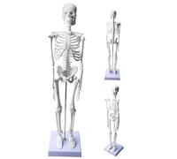 Modelo de esqueleto humano de 45 cm para anatomía, pequeño modelo de esqueleto de anatomía, modelo de anatomía funcional para estudio para estudios de medicina y clínicas