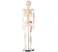 Modelo de esqueleto humano de 85 cm, medio cuerpo con marcas musculares, herramienta de enseñanza médica de anatomía