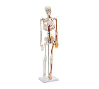 Modelo de esqueleto humano de 85 cm, modelo anatómico con nervios y corazón