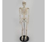 Modelo de esqueleto humano de tamaño natural 1/2 for anatomía, esqueleto de PVC de 33,5 pulgadas