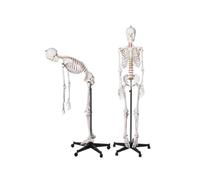 Modelo de esqueleto humano de tamaño natural, 170 cm, for fisiología anatómica, columna vertebral flexible y articulaciones móviles, 1 unidad