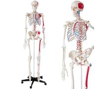 Modelo de esqueleto humano de tamaño natural for estudio de anatomía, educación y demostración en el aula, 1 unidad