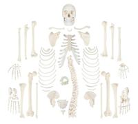 Modelo de esqueleto humano desarticulado para educación médica, 170 cm con calavera de 3 partes y 23 discos intervertebrales, ideal para estudio de anatomía y enseñanza