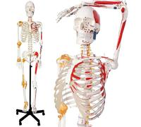 Modelo de esqueleto humano, modelo anatómico de PVC de tamaño real con brazos, piernas y mandíbula móviles, incluye origen muscular y puntos de inserción para uso educativo