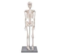 Modelo de esqueleto humano - Modelo de esqueleto de réplica anatómica de 85 cm Incluye base y varilla de soporte - Herramienta de ayuda para la enseñanza visual de enseñanza anatómica