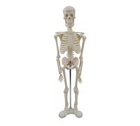Modelo de esqueleto humano para anatomía de 17 pulgadas, modelo de esqueleto humano con brazos y piernas móviles, modelo científico para estudio
