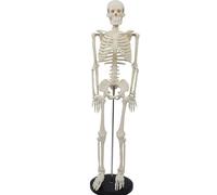 Modelo de Esqueleto Humano para anatomía, Modelo de Esqueleto 33.4 con Soporte de Metal, Brazos y piernas extraíbles para Que el Estudiante estudie el Sistema de anatomía del Esqueleto Human