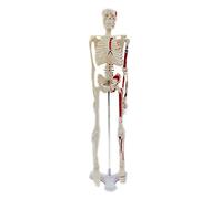 Modelo de esqueleto humano para anatomía, modelo de esqueleto humano de 17 pulgadas con brazos móviles, piernas modelo científico para estudio básico