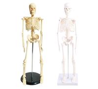 Modelo de esqueleto humano para anatomía, modelo de esqueleto humano de 17 pulgadas con brazos móviles, piernas modelo científico para estudio básico