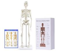 Modelo de Esqueleto Humano para anatomía, Modelo de Esqueleto Humano de 17 Pulgadas con Brazos y piernas móviles, Modelo científico para estudiar Detalles básicos del Sistema esquelético Humano