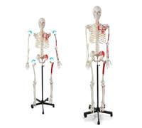 Modelo de esqueleto humano para anatomía, tamaño real con origen muscular numerado y puntos de inserción, brazos y piernas móviles, incluye soporte rodante