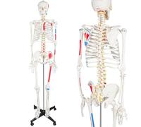 Modelo de esqueleto humano para estudio de anatomía, detallado con nervios espinales y puntos musculares, ideal para educación médica e investigación