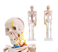 Modelo de esqueleto humano para estudios de anatomía con nervios y arterias, 87 cm de altura, incluye soporte para educación médica y aprendizaje