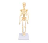 Modelo de Esqueleto Humano Pequeño con Brazos y Piernas Móviles, Modelo de Esqueleto de Anatomía Realista, Ideal para Estudio y Exhibición, Educación y Decoración
