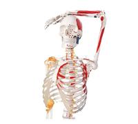 Modelo de esqueleto humano, réplica anatómica médica a tamaño real con nervios espinales e inserción muscular for estudiantes de medicina.