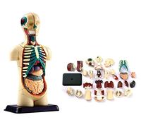 Modelo de Esqueleto Modelo anatómico Anatomía Humana Mini Torso 32 Piezas-Modelo de enseñanza de anatomía Inteligente para la Escuela para demostración médica