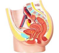 Modelo de esqueleto pélvico femenino a tamaño real: anatomía reproductiva en dos partes con músculos y sistemas urinarios for fines educativos.