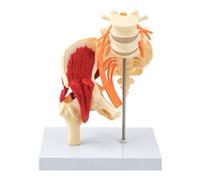 Modelo de esqueleto pélvico y vértebras lumbares humanos a escala 1: 1 para estudiantes de enfermería Entrenamiento clínico y estudio de anatomía Modelo de anatomía de pelvis desmontable