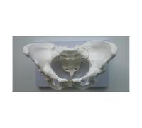Modelo de esqueleto Pelvis femenina tamaño real, modelo anatómico Pelvi humana, modelos esqueléticos, equipo médico, instrumentos médicos