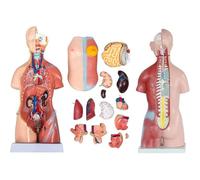 Modelo de esqueleto torso humano 45 cm - Conjunto anatomía órganos 4D for enseñanza escolar (23 piezas)