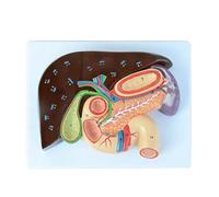 Modelo de Estómago, Hígado, Vesícula Biliar, Páncreas y Duodeno Humanos, Modelo de Duodeno HepatopancreáTico Con Base de Exhibición, PVC, Anatomía Hepática para Enseñando