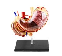 Modelo de estómago humano a tamaño real 1:1 - Modelo anatómico de órganos humanos - Modelo anatómico médico de estómago - Modelo de órganos digestivos humanos, estómago y páncreas - para fines educa