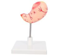 Modelo de Estómago Humano de Anatomía en Pvc, Vista Seccional | Aprendizaje Práctico, para Estudiantes de Medicina y Enfermería, Laboratorio de Investigación, Consulta