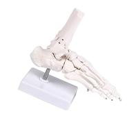 Modelo de estructura anatómica del pie Construcción de PVC Ideal para que los estudiantes de medicina comprendan la función y disposición de los huesos Modelo de anatomía del pie humano