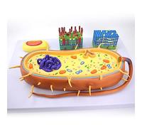 Modelo de estructura bacteriana, morfología y función de enseñanza, incluye núcleo, cromosoma, flagelo, ideal para educación biológica, aulas de ciencias