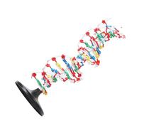 Modelo de Estructura de ADN, Modelo de Plástico Doble Hélice para Enseñar Biología en Escuelas y Universidades