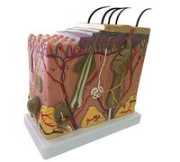 Modelo de estructura de la piel, modelo anatómico ampliado 50 veces, pintura avanzada, modelo anatómico, pantalla de investigación científica, modo de estudiante de la escuela de medicina, enseñanza médica, formación, material didáctico