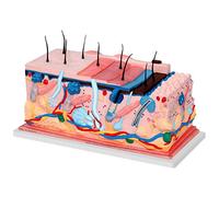 Modelo De Estructura De La Piel - Modelo Médico Anatómico De Piel Humana - Modelo De Modelo Científico Anatómico Humano Modelo De Piel - para Formación Médica Educativa