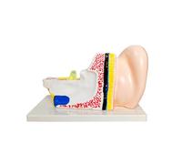 Modelo de estructura de oreja para exhibición de entrenamiento | Vista cortada de anatomía del oído humano con diseño de enseñanza codificado por colores y base de PVC para uso de