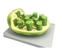 Modelo de estructura de orgánulos celulares agrandados Mitocondrias Cloroplasto Golgi Apparatus - Modelo de enseñanza de biología para educación en ciencias vegetales