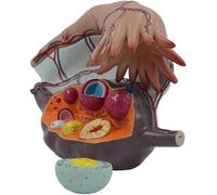 Modelo de estructura de útero y ovario femenino, modelo de enseñanza anatómica del sistema reproductivo ampliado 5X, 3 piezas extraíbles, modelo de anatomía de medicina ginecológica.