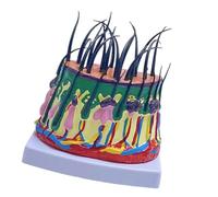 Modelo de estructura del cabelludo, anatomía anatómica de estructura humana anatómica ampliada 50X