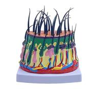 Modelo de estructura del cuero cabelludo 50X anatómico agrandado anatomía de estructura humana