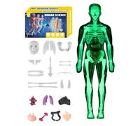 Modelo De Estructura del Cuerpo Humano Claro, Órganos Desmontables, 10x28.5 Cm, Kit De Aprendizaje De Anatomía, Kits De Modelo De Esqueleto del Cuerpo Humano, Ensamblaje Fácil, para Uso De Las Aulas
