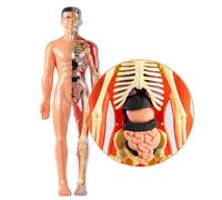 Modelo De Estructura del Cuerpo Humano Claro, Órganos Desmontables, 10x28.5 Cm, Kit De Aprendizaje De Anatomía, Kits De Modelo De Esqueleto del Cuerpo Humano, Ensamblaje Fácil, para Uso De Las Aulas