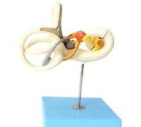 Modelo de estructura interna del oído humano, modelo anatómico ampliado del canal semicircular del laberinto del oído, modelos de sistema auditivo ampliados, for investigación en enseñanza