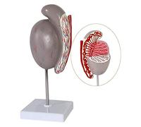 Modelo de Estructura Testicular de la investigación científica Modelo de anatomía Humana órgano del Sistema anatómico (tamaño: 27x11x11cm) (Tamaño: 27 x 11 x 11 cm) (27 x 11 x 11 cm)