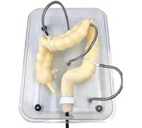 Modelo de examen de colonoscopia Modelo de intestino, simulador de tren de sigmoidoscopio humano, estructura de colon simulada, for formación médica en enfermería.