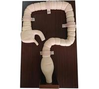 Modelo de Examen de colonoscopia, simulador de Tren de sigmoidoscopio Humano, comprensión de la Estructura Interna y la patología del Colon, for la enseñanza de visualización de Estudios.
