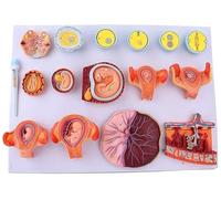 Modelo de fertilización humana y desarrollo embrionario, modelo de proceso de fertilización y desarrollo embrionario temprano, herramienta de enseñanza de anatomía del útero y el feto