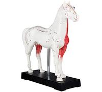 Modelo de figura de anatomía de acupuntura TCM modelo de acupuntura Caballo Animal modelo de músculo MedMod