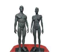 Modelo de figura de anatomía humana de 11,8 pulgadas: referencia anatómica del esqueleto muscular masculino for artistas, estudiantes y enseñanza