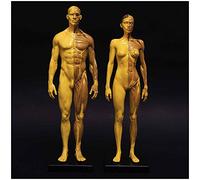 Modelo de Figura de anatomía Humana de 11 Pulgadas: Referencia anatómica de Doble músculo y Esqueleto for Artistas, Estudiantes y docentes
